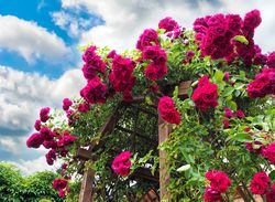 Wunderschoner Rosenbogen bauen im Garten