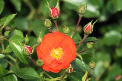 Rosengewchse - eine vielfltige Pflanzenfamilie