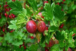 Rote Stachelbeere_pixabay Beerenstämmchen Lubera