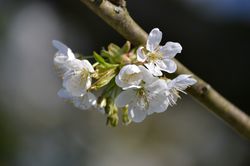 Sulenkirschbume bei Lubera kaufen