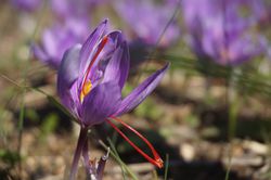 Safran anbauen Safrankrokus Blte Blumenzwiebel