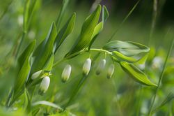 Blhendes Echtes Salomonssiegel (Polygonatum odoratum)