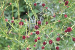 Wiesenknopf Lubera Sanguisorba officinalis