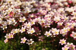 Saxifraga Lubera