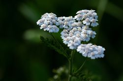 Schafgarbe kaufen Achillea