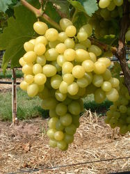 Schlaraffentraube Grosso Arkadia - wenn man weisse Weintrauben kauft, ist das eine gute Wahl!