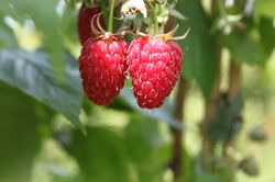 SchlaraffiaHimbeeren Plentiful Herbsthimbeere Lubera