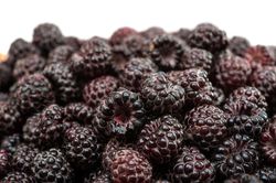 Schwarze Himbeeren Lubera