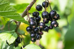 Schwarze Johannisbeeren schneiden