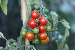 OpenSky Tomaten, rote Tomate, Freilandtomate, rote Cherry, se Tomate