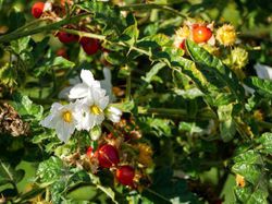 Litschi Tomate Solanum sisymbrifolium