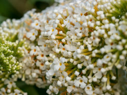 Sommerflieder Schmetterlingsflieder weiss