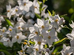 Harmonische Hängepflanzen mit weißen Blüten Sommerjasmin 