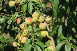 Aromapfirsich Veroma Bello (Prunus mira-Hybride), Pfirsichbäume kaufen