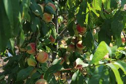Aromapfirsich Veroma® Pico (Prunus mira-Hybride)