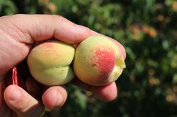 Aromapfirsich Veroma® Pico (Prunus mira-Hybride)