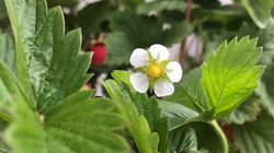 Bodendeckererdbeeren Lubera