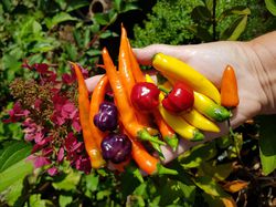 Ranka Kolumne, Chili, Chili Test, Capsicum, Chilisorten