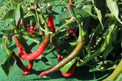 Chili Joes Long Cayenne, Capsicum annuum Joes Long Cayenne, chili pflanzen