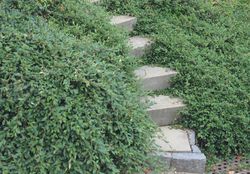 Teppichmispel Radicans, cotoneaster