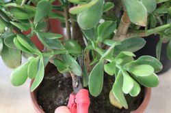Crassula ovata, Geldbaum, Vermehrung durch Stecklinge, Kopfstecklinge