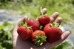 Einmaltragende Erdbeere kaufen Erdbeere SchweizerLand Lubera