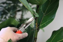 Ficus schneiden, Ficus lyrata, direkt am Stamm entfernen