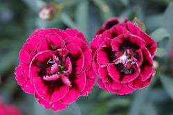 Gartennelke Pink, Dianthus caryphyllus, nelken 