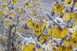 Pflanzen die Winter blühen Zaubernuss, Hamamelis intermedia Barmstedts Gold Lubera