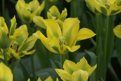 Viridiflora Tulpen kaufen Grüne-Tulpe Yellow springgreen Lubera Shop