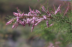 Tamariske kaufen Tamarix ramosissima Pink Cascade (Flickr)