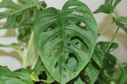 Monstera vermehren, Fensterblatt