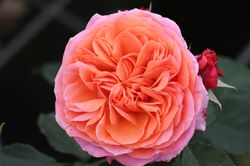 Nostalgische Rosen kaufen Nostalgie-Edelrose Mary Ann Lubera Pflanzenshop