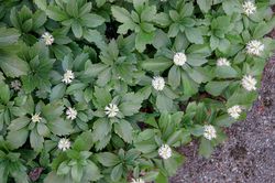 Dickmnnchen, Pachysandra terminalis