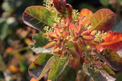 Perückenstrauch kaufen Cotinus coggygria Young Lady Perückenstrauch im Herbst