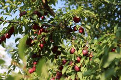 Robustikosen Campanere (Prunus x dasycarpa)