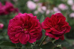 Rosen im Topf kaufen Lubera Rose Darcey Bussell