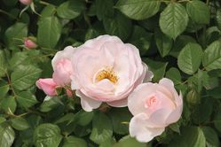 Rose Pear essbare Rosen Lubera