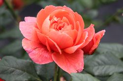 Englische Rosen kaufen Rose Summer Song