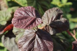 Corylus avellana Red Majestic Rotblttrige Korkenzieherhasel, zierhasel kaufen