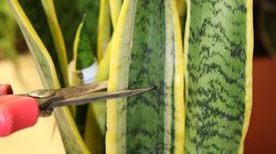 Sansevieria trifasciata Laurentii, Bogenhanf, Vermehrung, Vermehrung durch Blattstecklinge, Bogenhanf vermehren