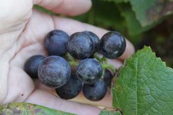 Sind Weintrauben gesund? - ein Überblick