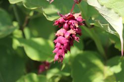 Leycesteria formosa Purple Rain Schne Leycesterie Purple Rain Karamellbeere kaufen