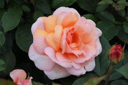 Duftrosen kaufen Rose Belle du Seigneur Lubera