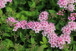 Spiraea japonica little princess Spierstrauch Lubera, zwergspiere