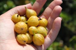 Gelbe Stachelbeeren kaufen Lubera Pflanzenshop