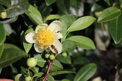 Echter Gartentee Fresh-Tea Camelia sinensis