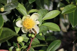 Echter Gartentee Fresh-Tea Camelia sinensis