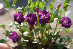 Immergrün violett blühend, Vinca minor