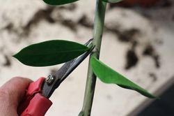Glücksfeder vermehren, Zamioculcas zamiifolia Lubera